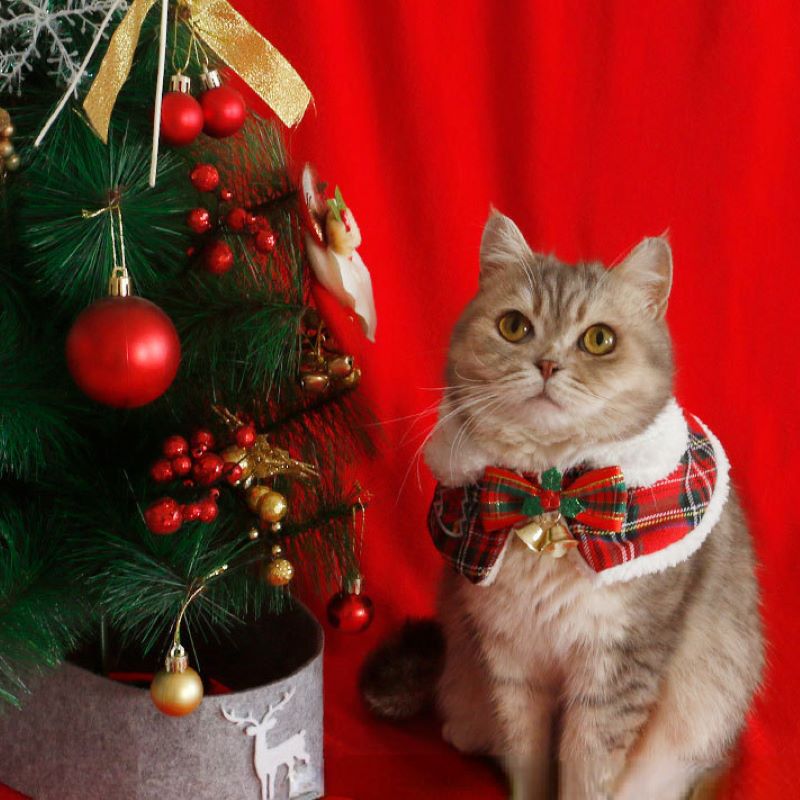 Winter Clothing English - Cat Christmas Cloak Pet New Year